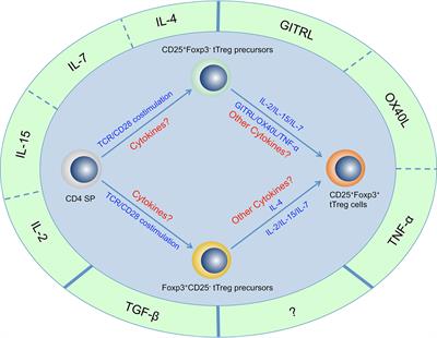 Role of Cytokines in Thymic Regulatory T Cell Generation: Overview and Updates